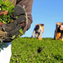 Bill Gates,Afrika ve Yeşil/Karşı Devrim