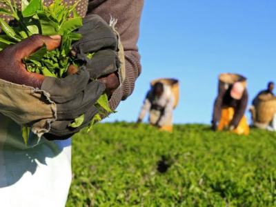 Bill Gates,Afrika ve Yeşil/Karşı Devrim